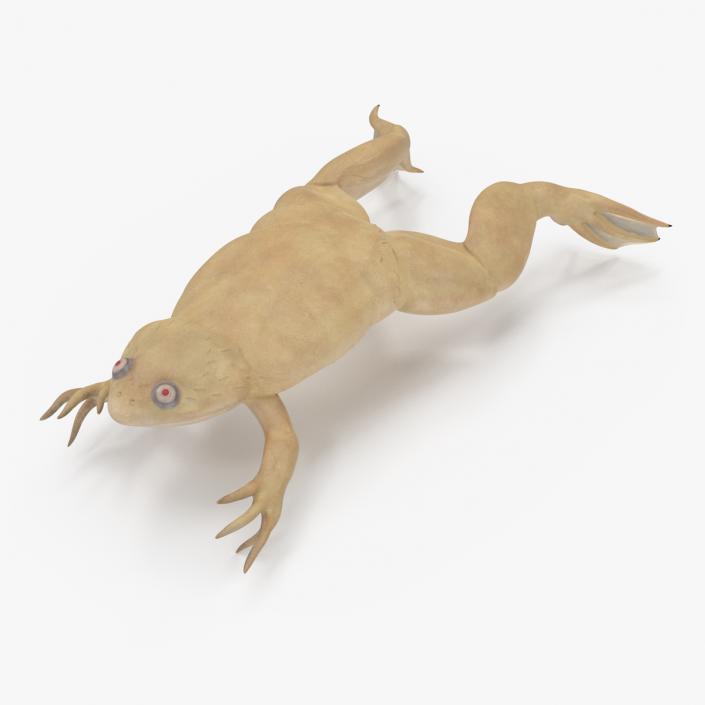 Xenopus African Clawed Toad Jump Pose 3D