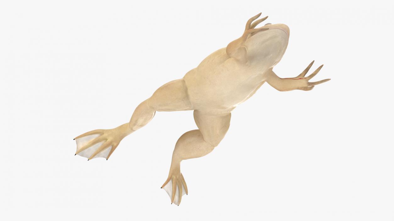 Xenopus African Clawed Toad Jump Pose 3D