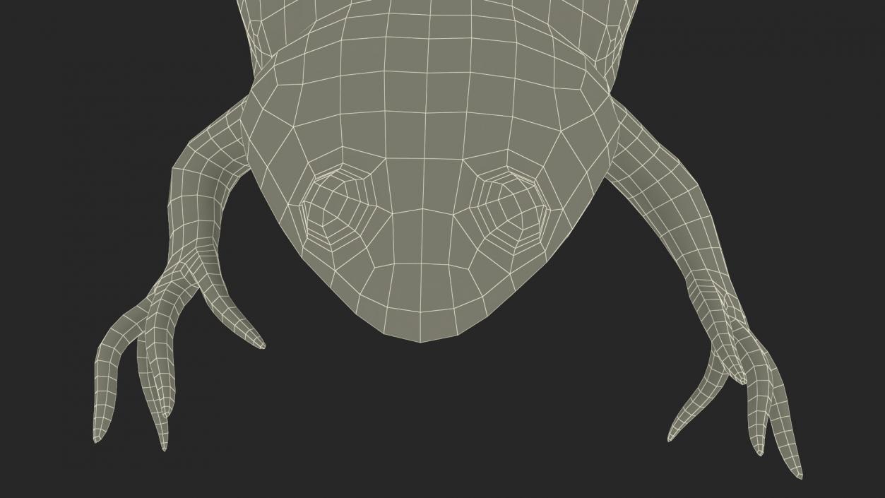 Xenopus African Clawed Toad Jump Pose 3D