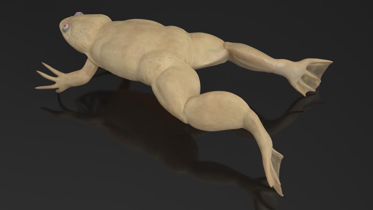 Xenopus African Clawed Toad Jump Pose 3D