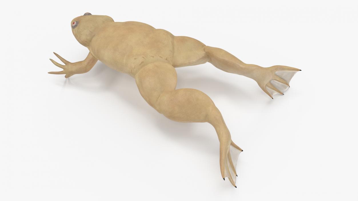 Xenopus African Clawed Toad Jump Pose 3D