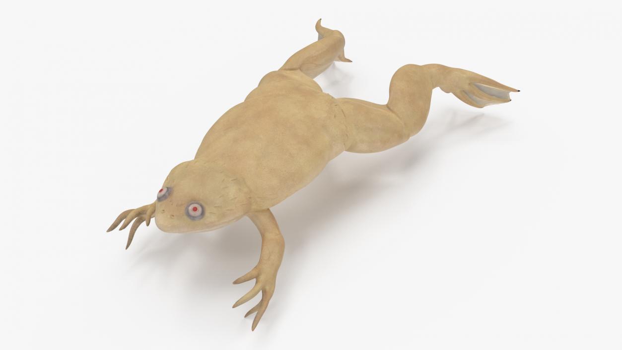 Xenopus African Clawed Toad Jump Pose 3D