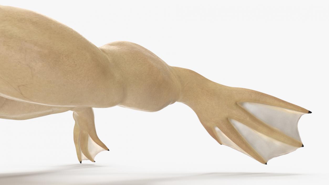 Xenopus African Clawed Toad Jump Pose 3D