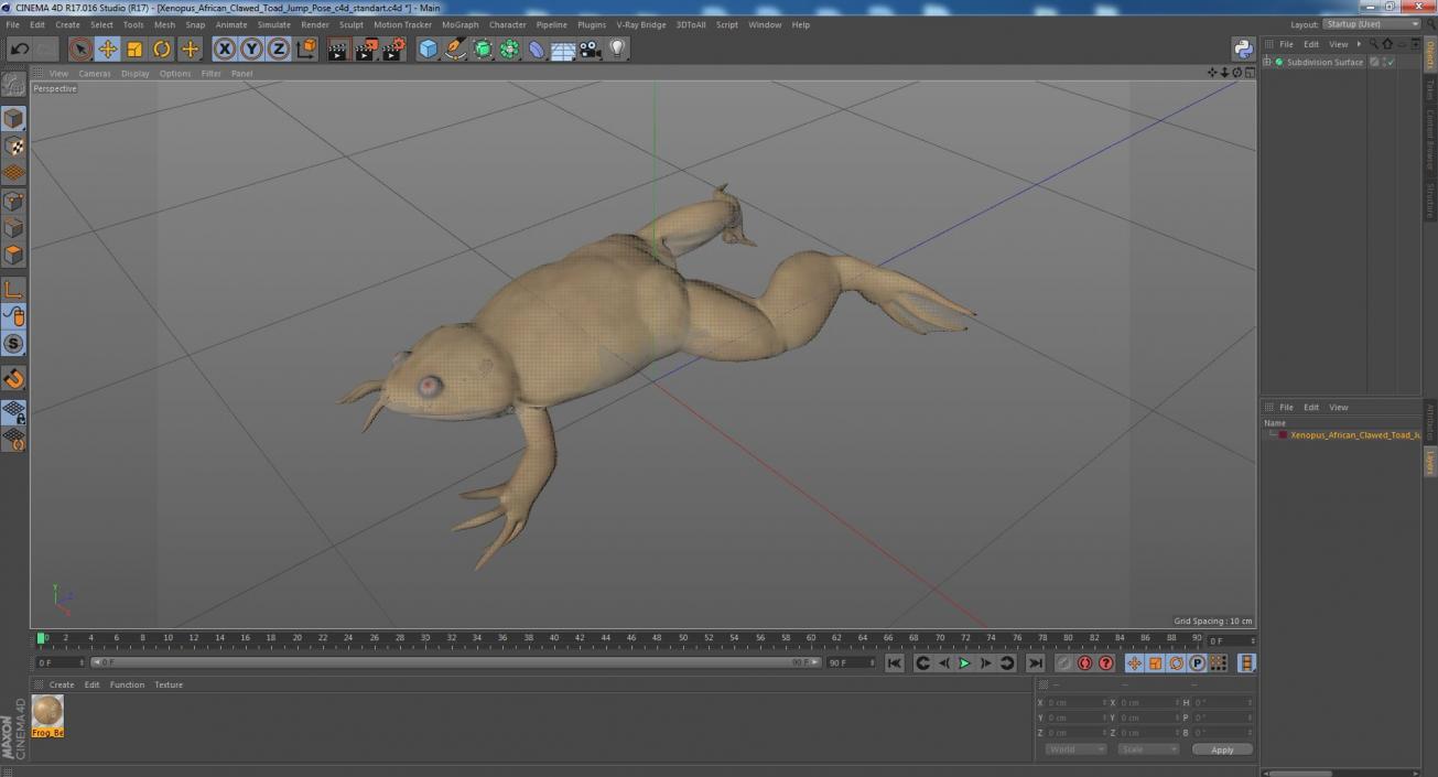 Xenopus African Clawed Toad Jump Pose 3D