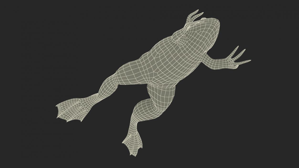 Xenopus African Clawed Toad Jump Pose 3D