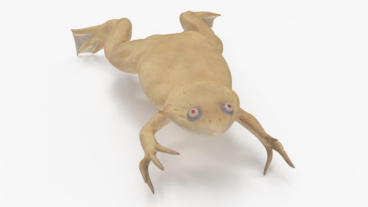 Xenopus African Clawed Toad Jump Pose 3D