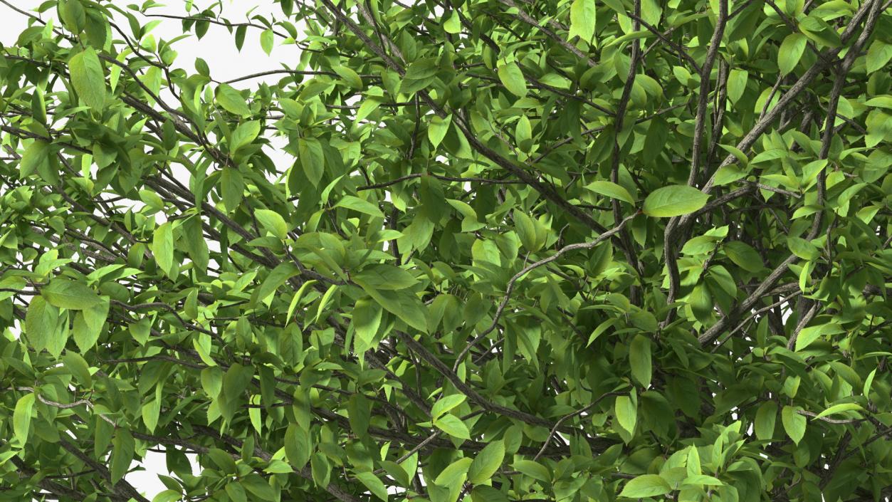 Plum Tree 3D model