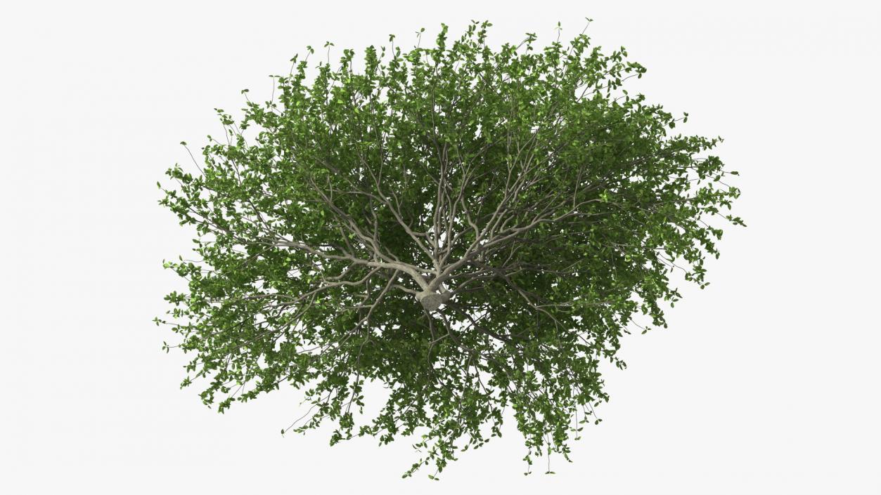 Plum Tree 3D model