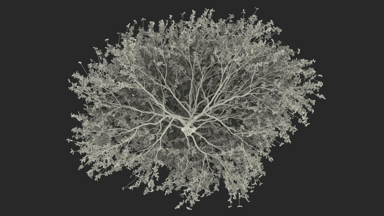 Plum Tree 3D model