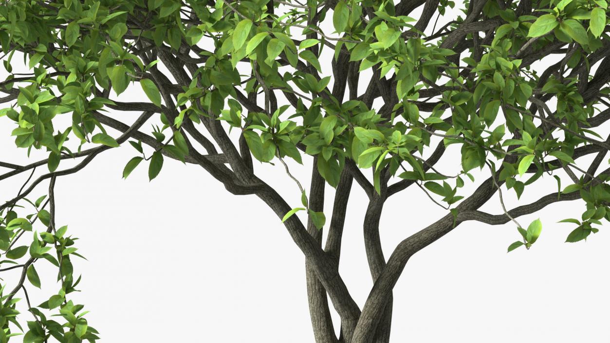 Plum Tree 3D model