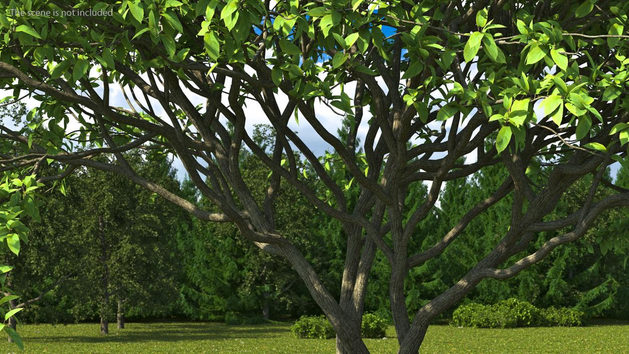 Plum Tree 3D model