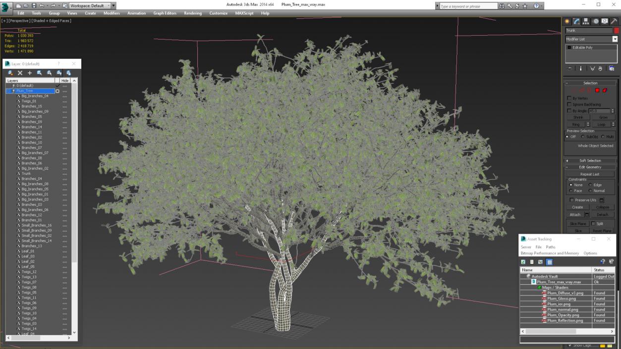 Plum Tree 3D model