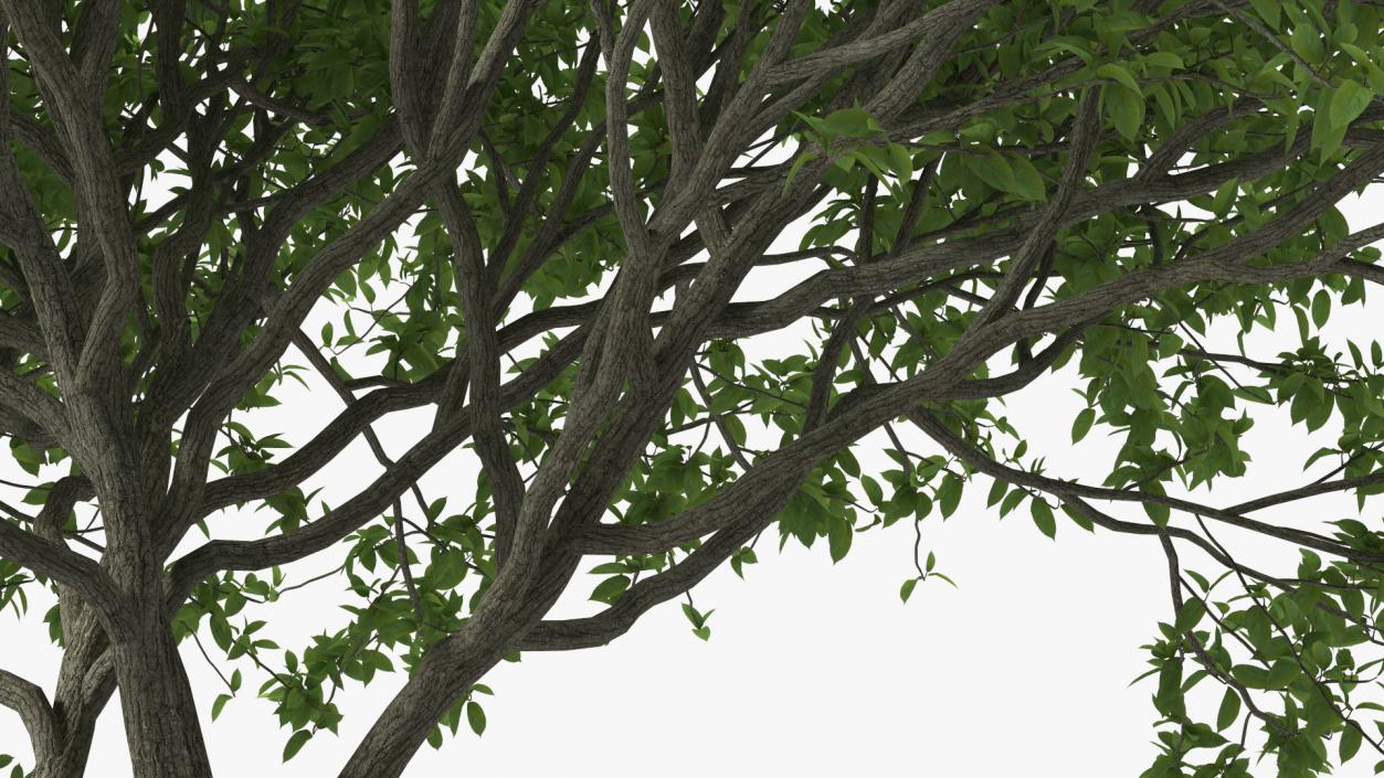 Plum Tree 3D model