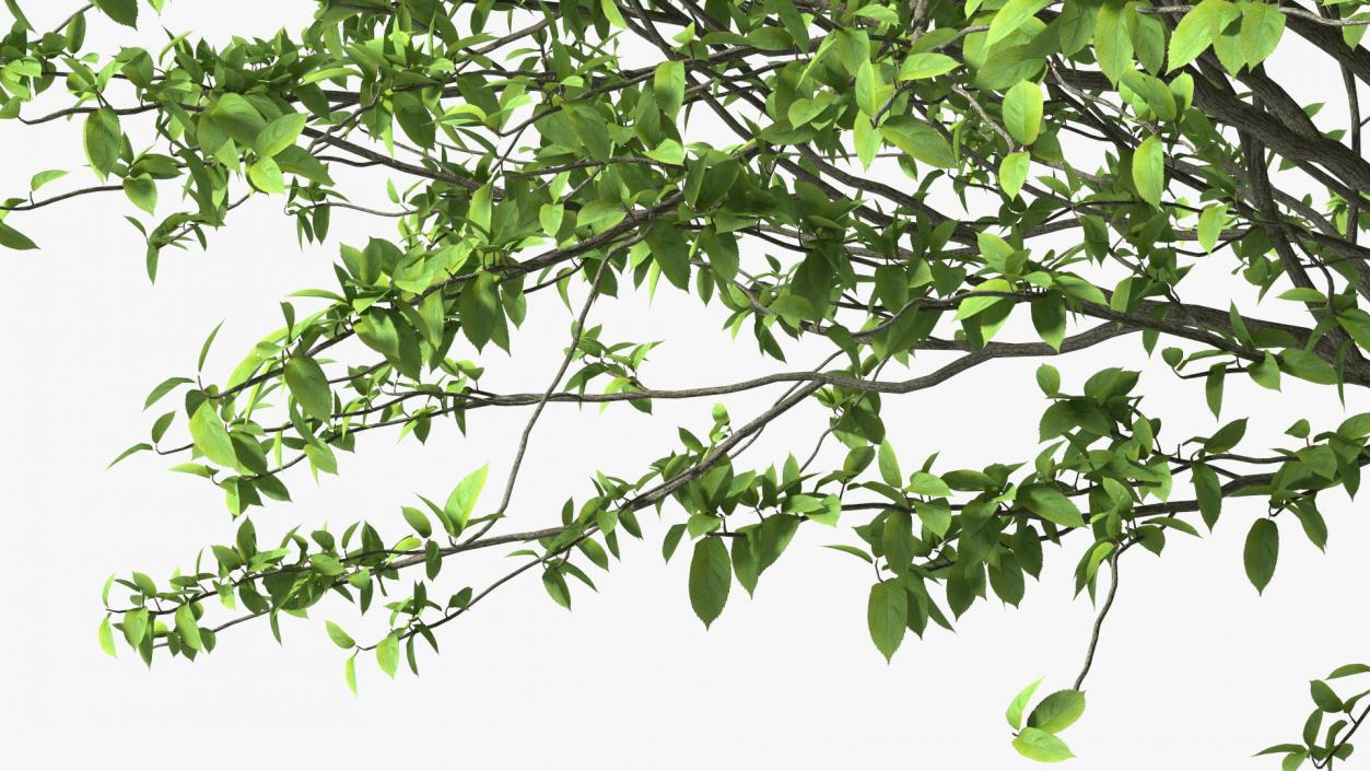 Plum Tree 3D model