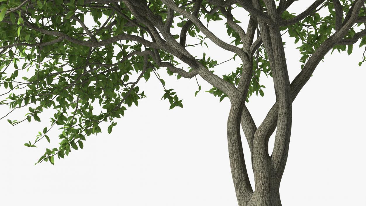 Plum Tree 3D model