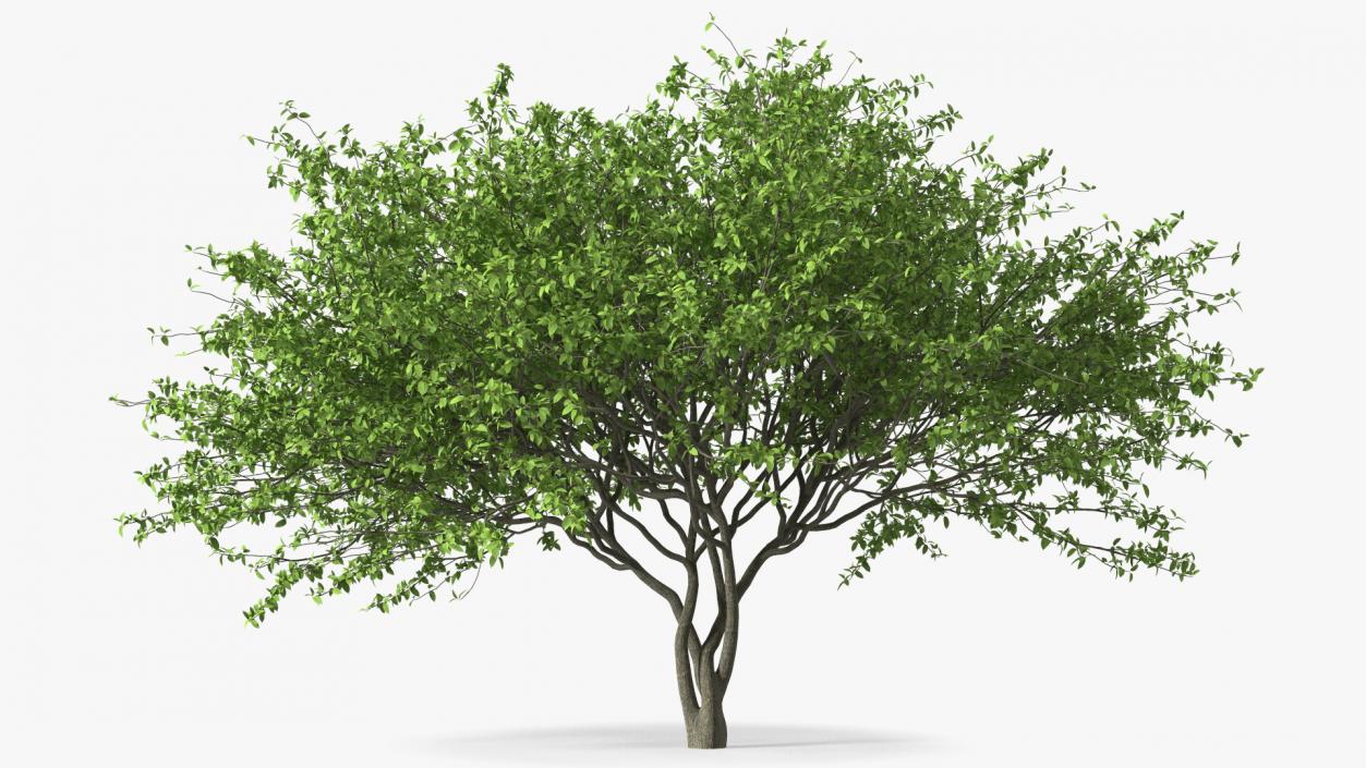 Plum Tree 3D model