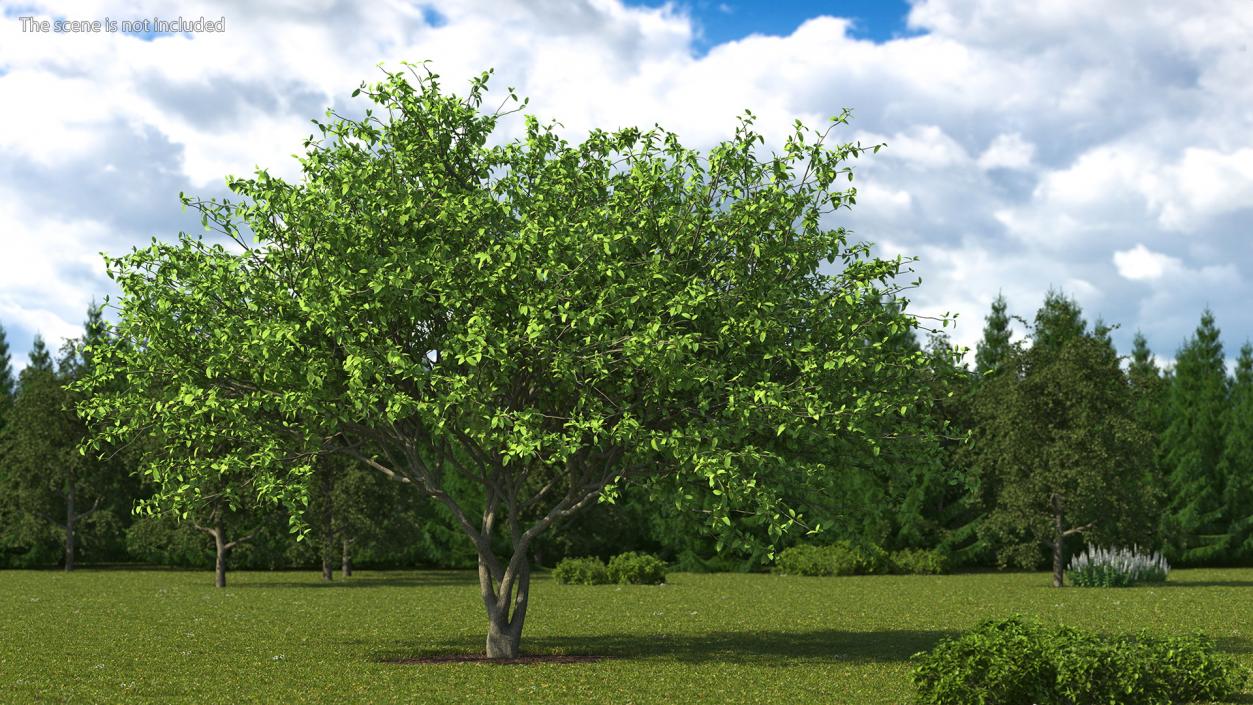 Plum Tree 3D model