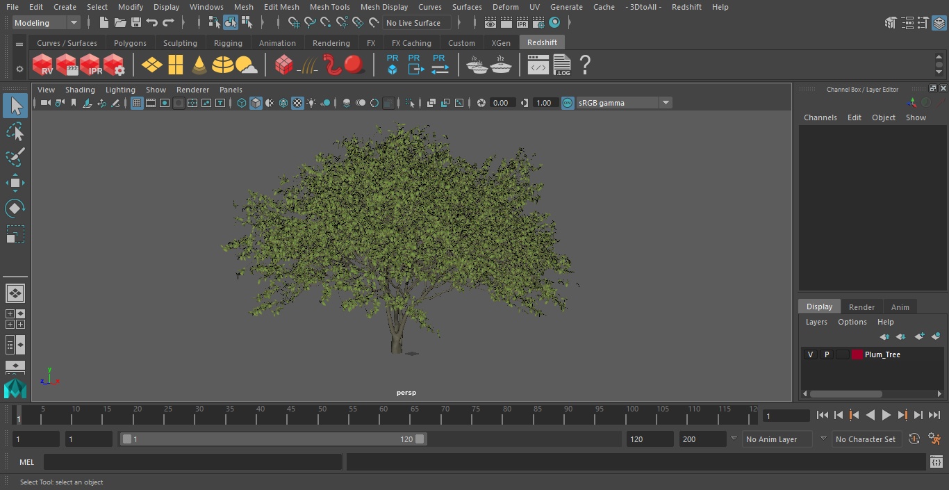 Plum Tree 3D model