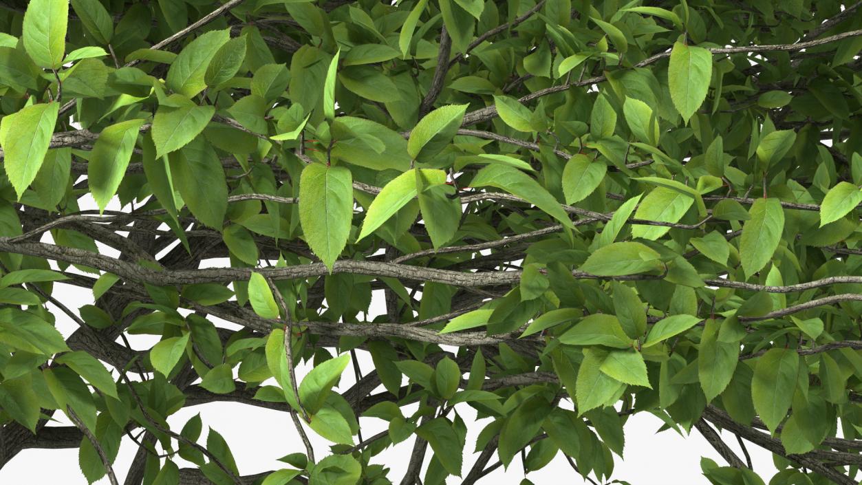 Plum Tree 3D model