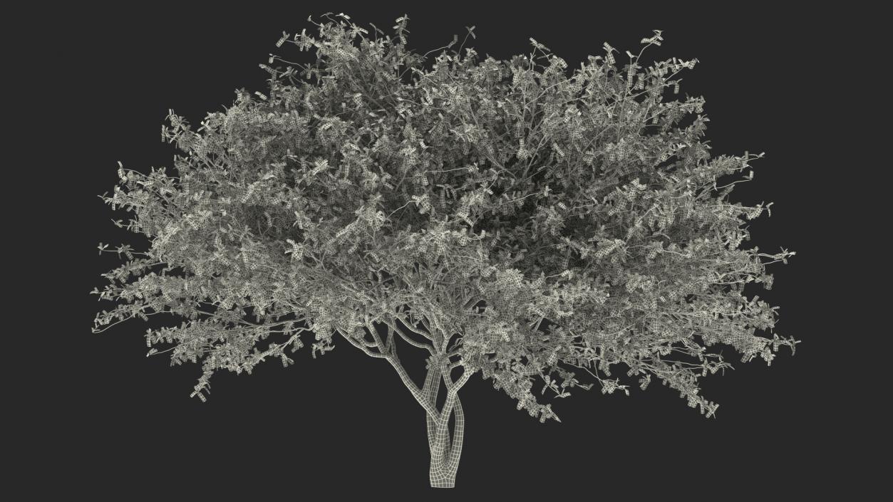 Plum Tree 3D model