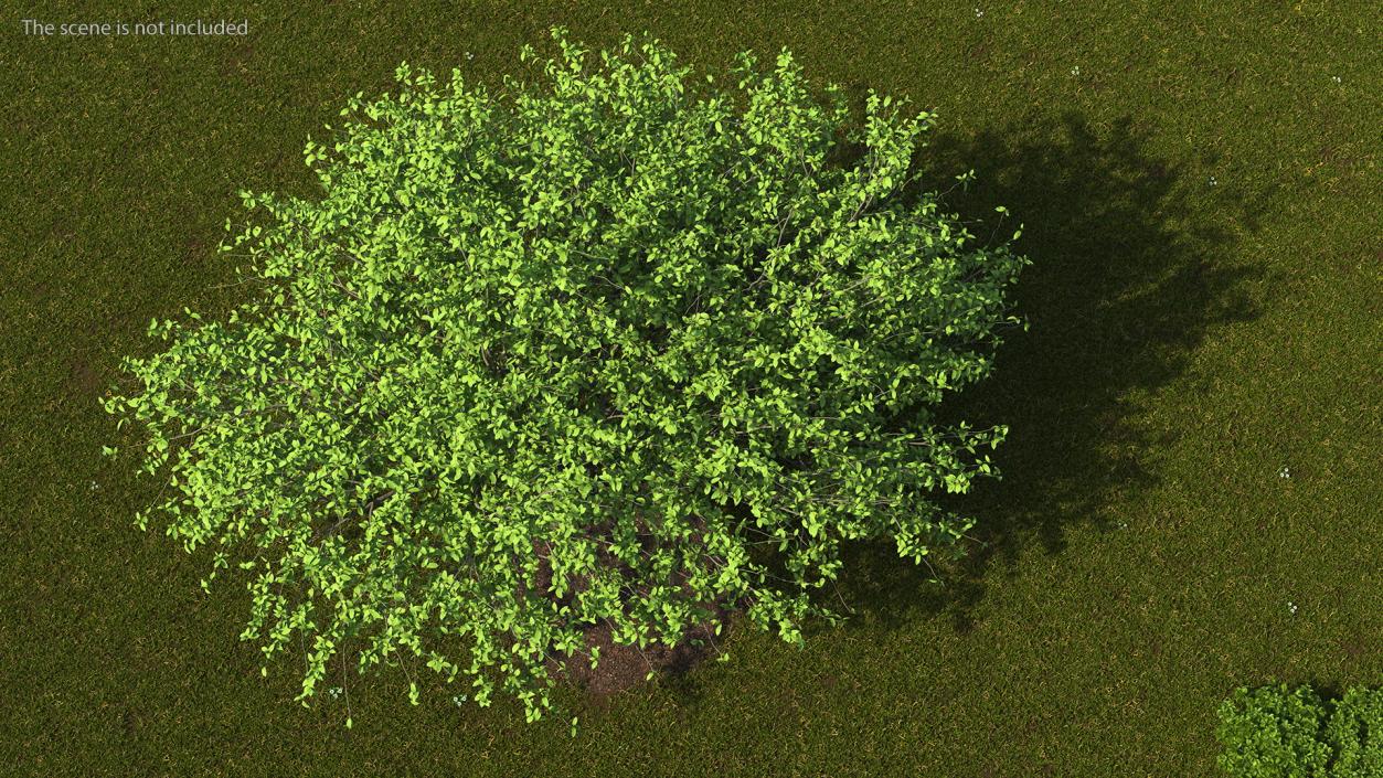 Plum Tree 3D model