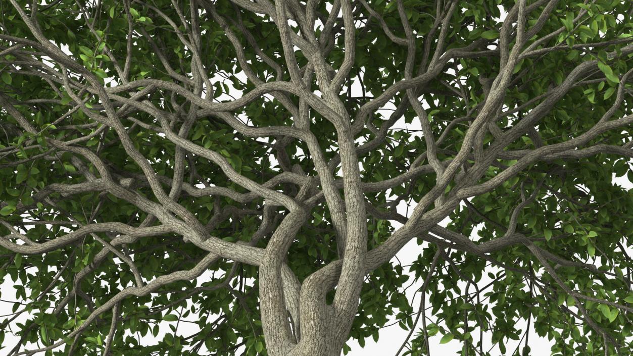 Plum Tree 3D model