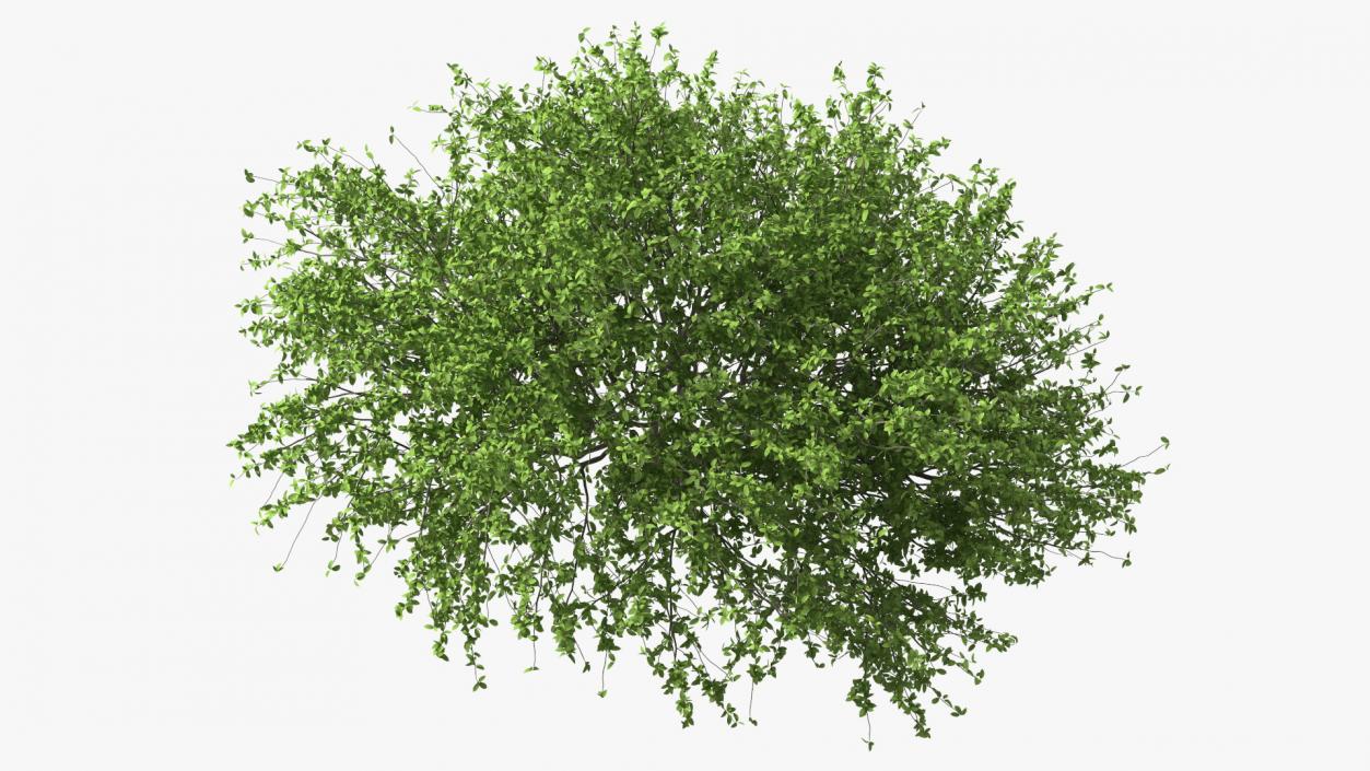 Plum Tree 3D model