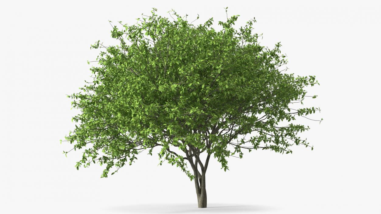 Plum Tree 3D model