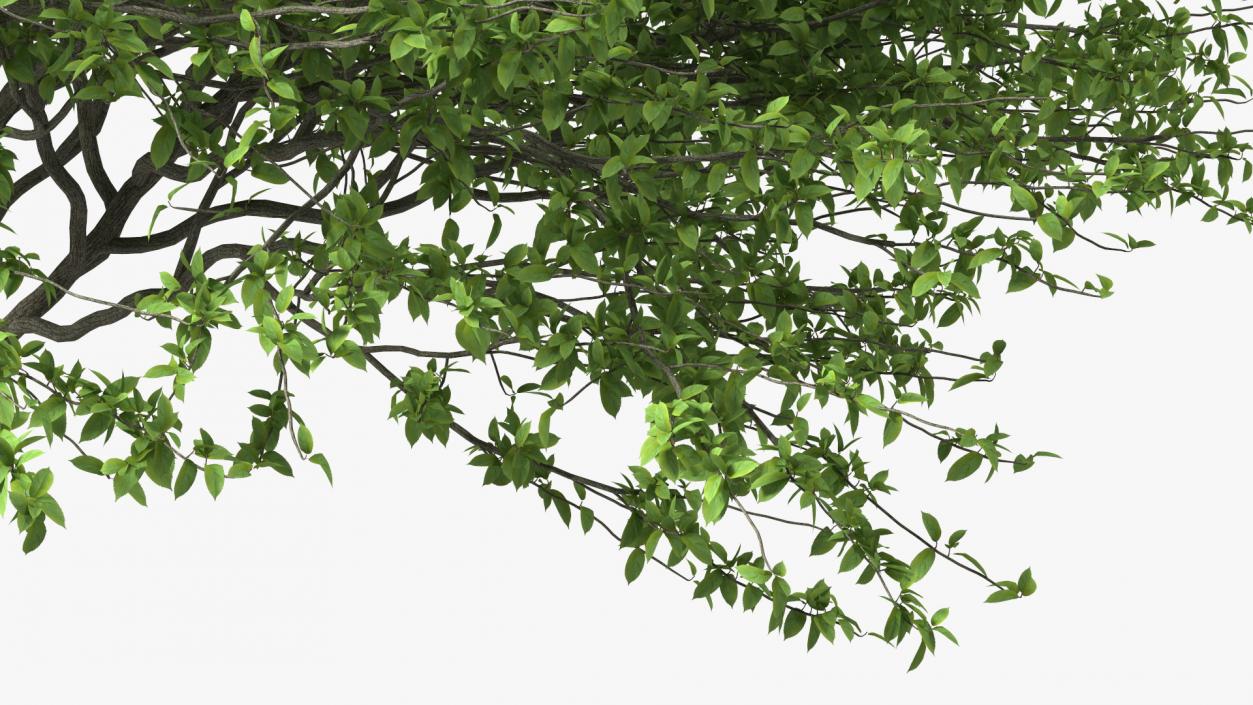 Plum Tree 3D model