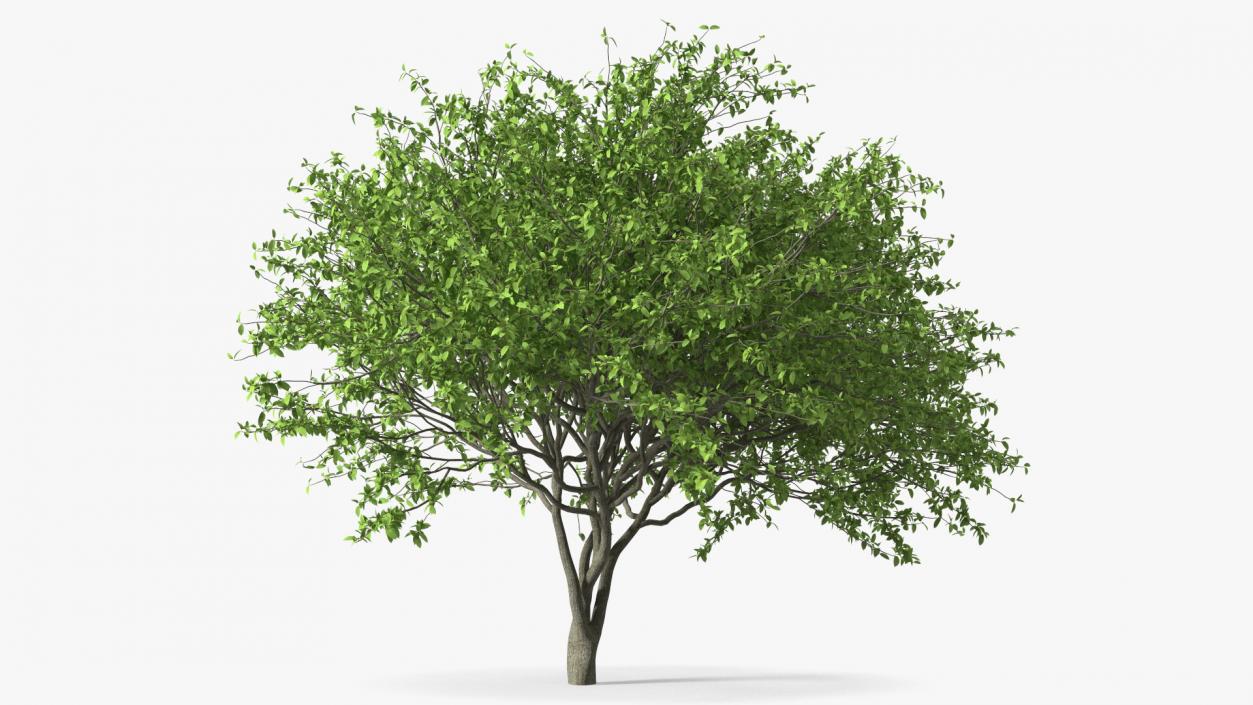 Plum Tree 3D model