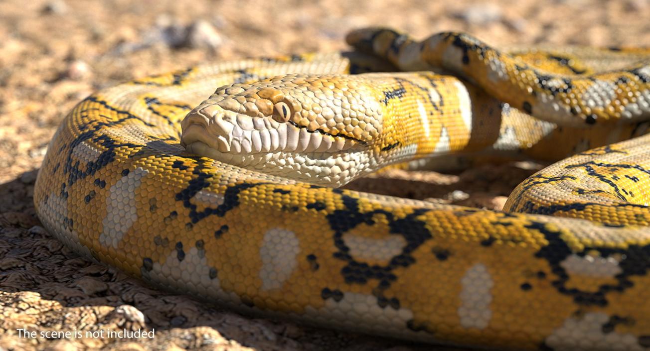 Snakes Collection 4 3D model