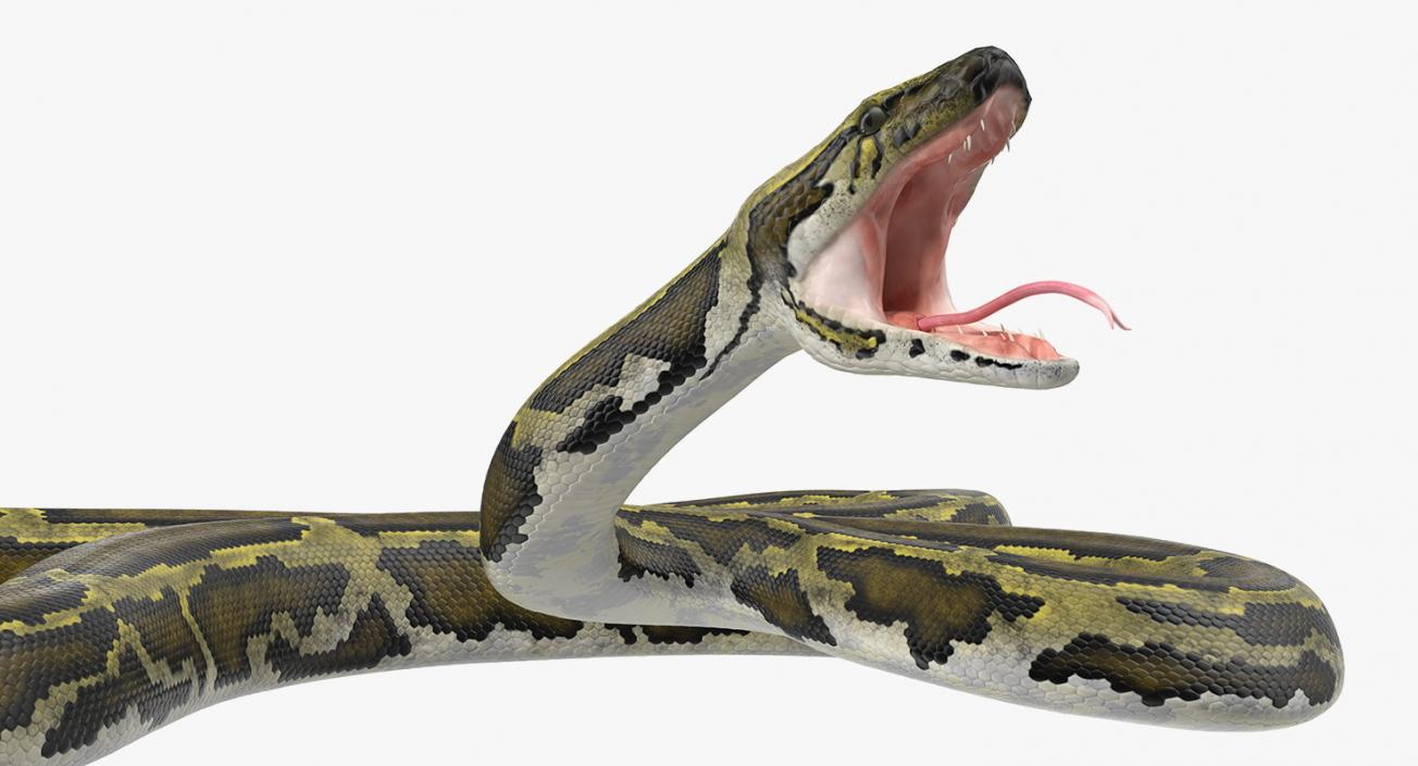 Snakes Collection 4 3D model