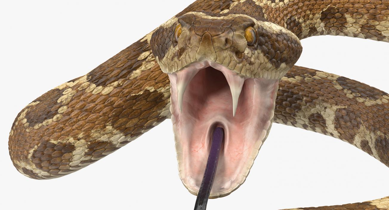 Snakes Collection 4 3D model