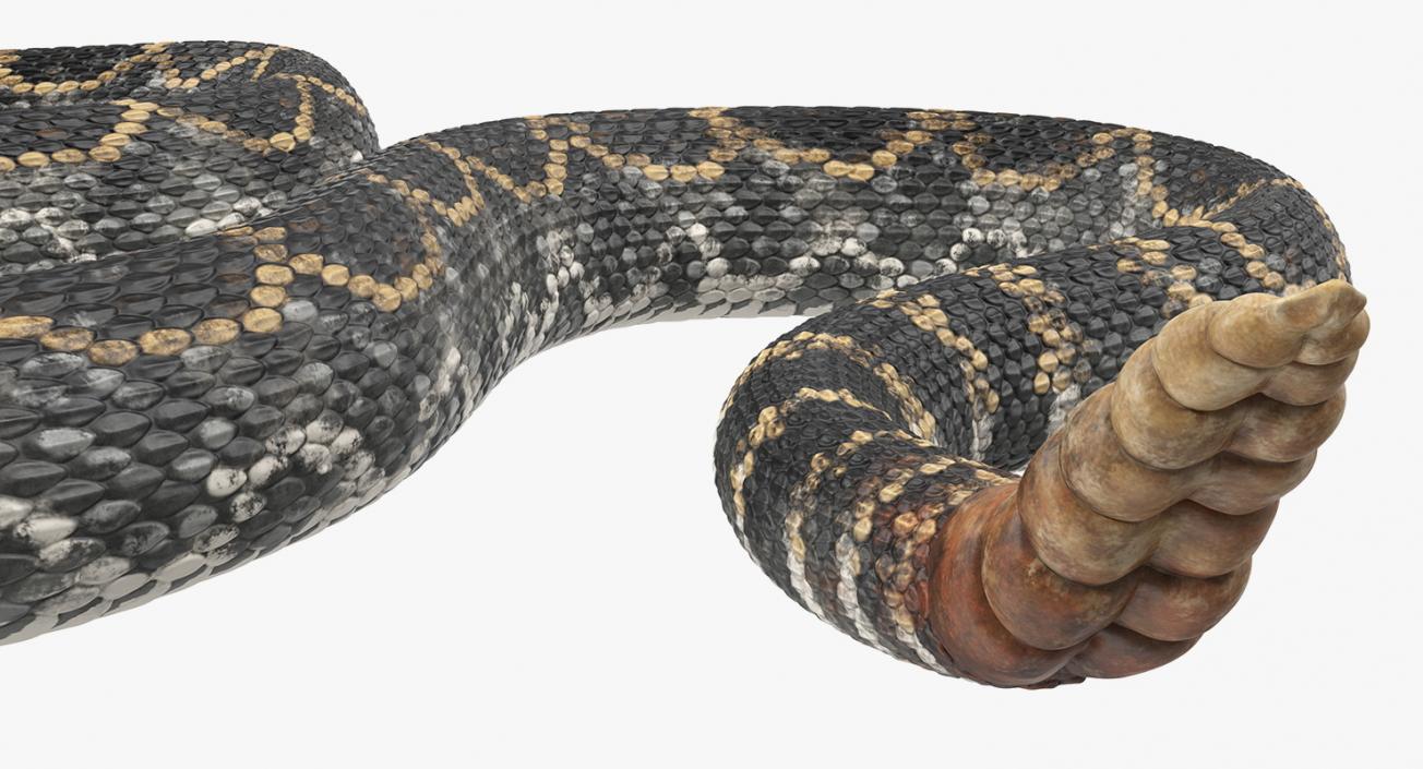 Snakes Collection 4 3D model