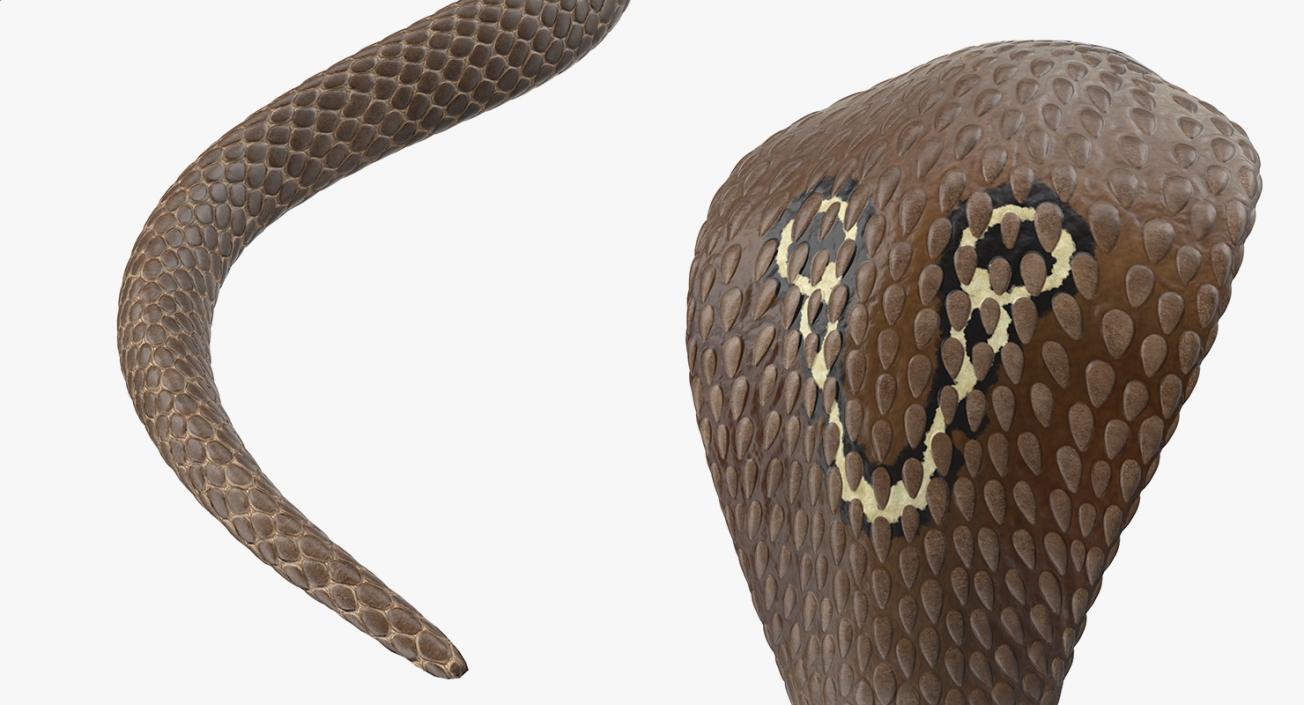 Snakes Collection 4 3D model