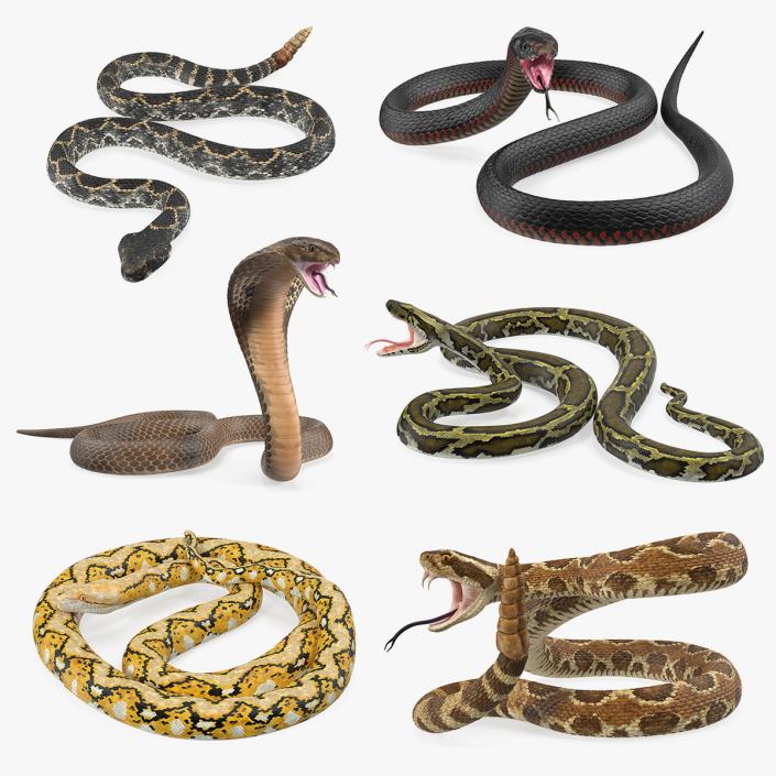 Snakes Collection 4 3D model