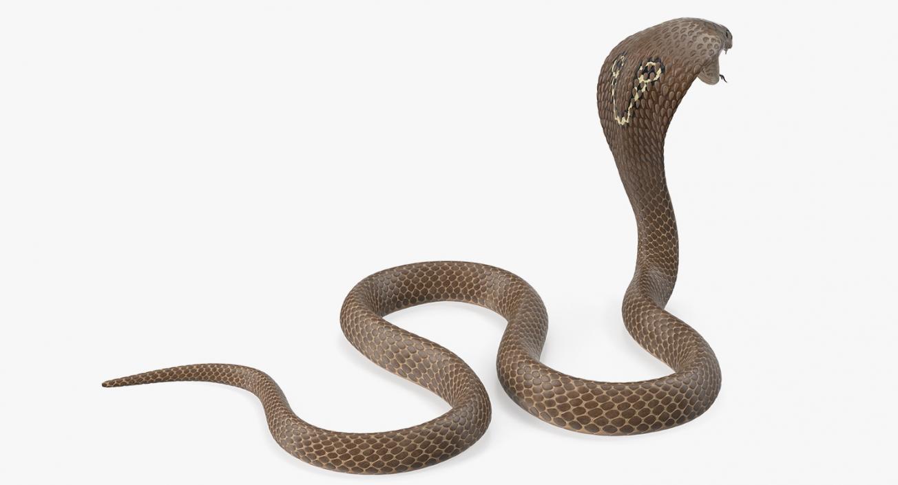 Snakes Collection 4 3D model