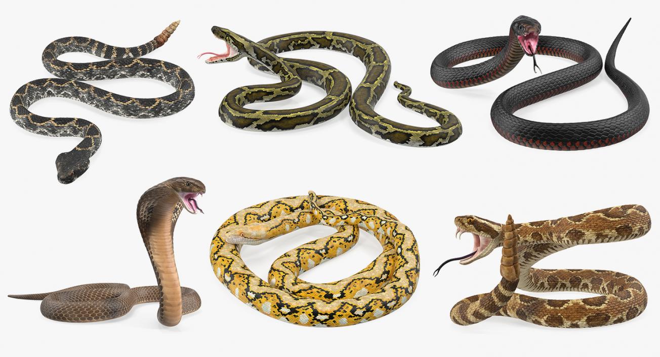 Snakes Collection 4 3D model