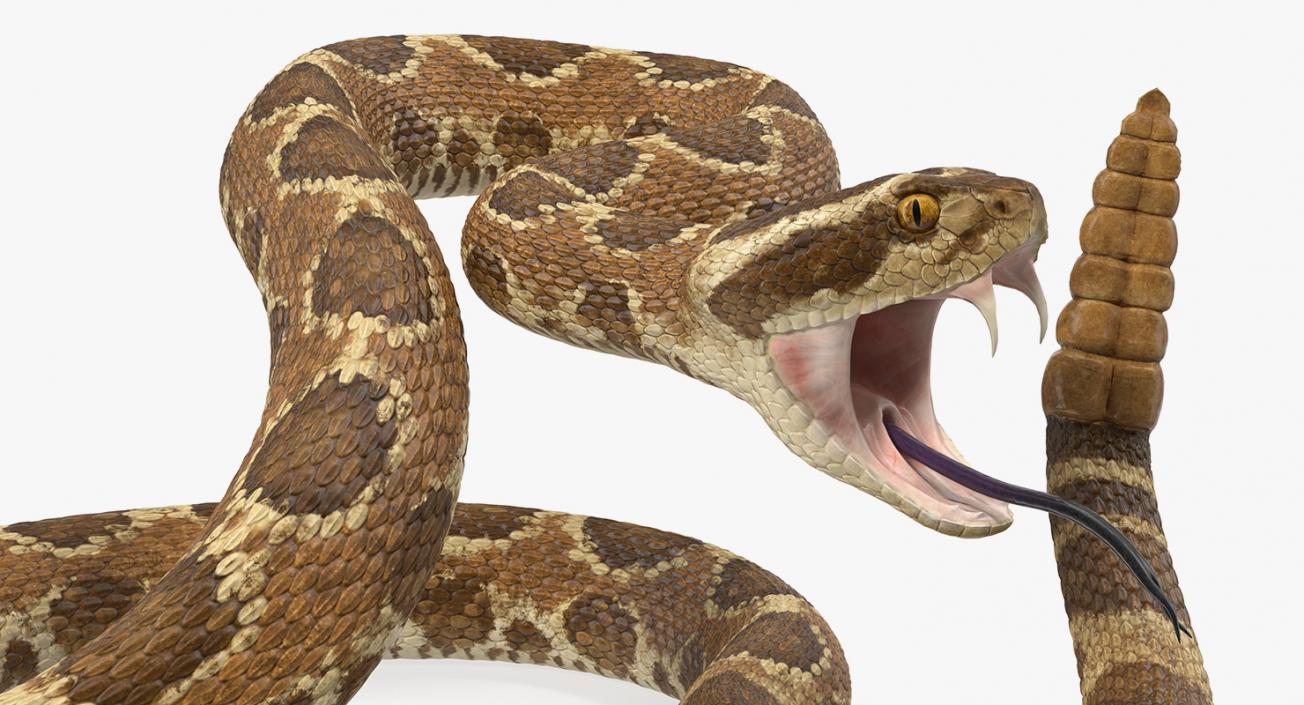 Snakes Collection 4 3D model