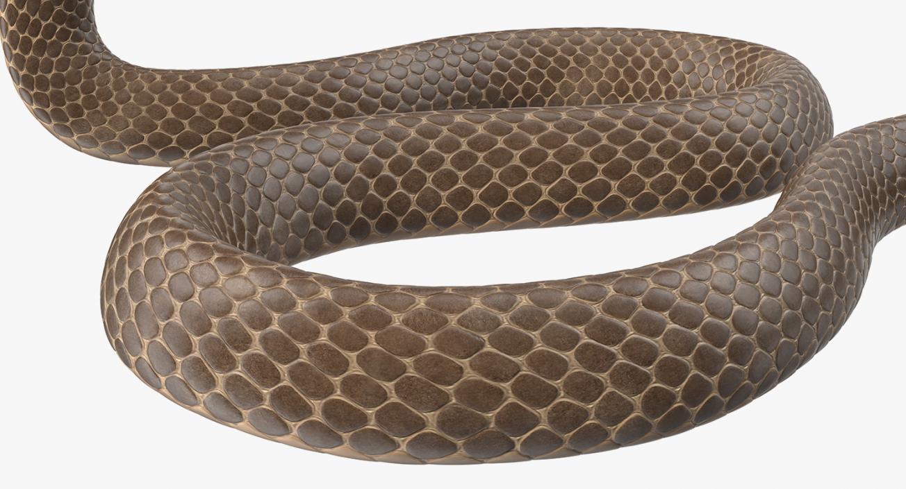 Snakes Collection 4 3D model