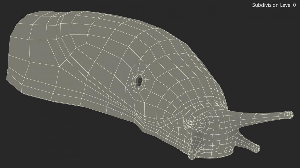 3D Slug Limax Maximums Crawling model