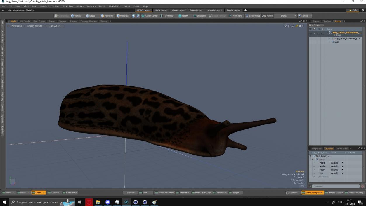 3D Slug Limax Maximums Crawling model