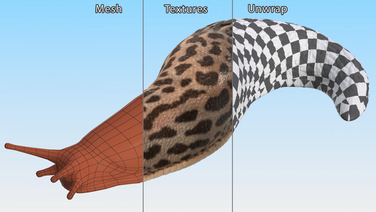 3D Slug Limax Maximums Crawling model