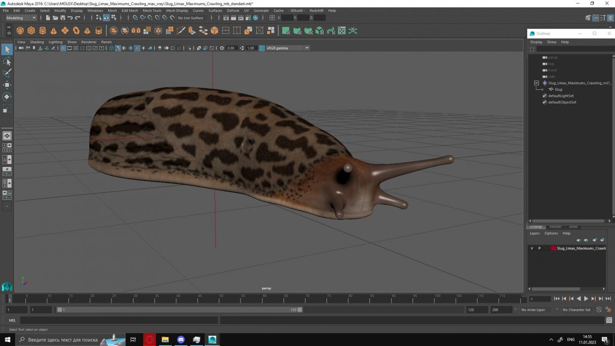 3D Slug Limax Maximums Crawling model