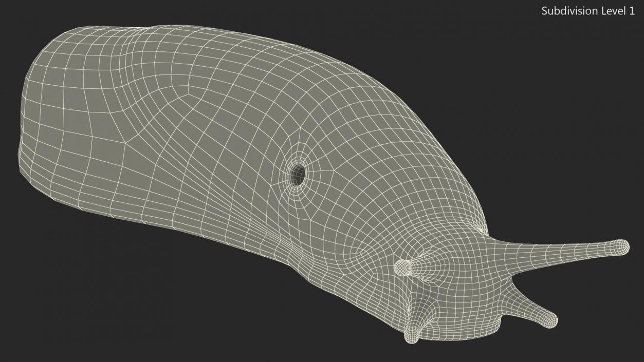 3D Slug Limax Maximums Crawling model