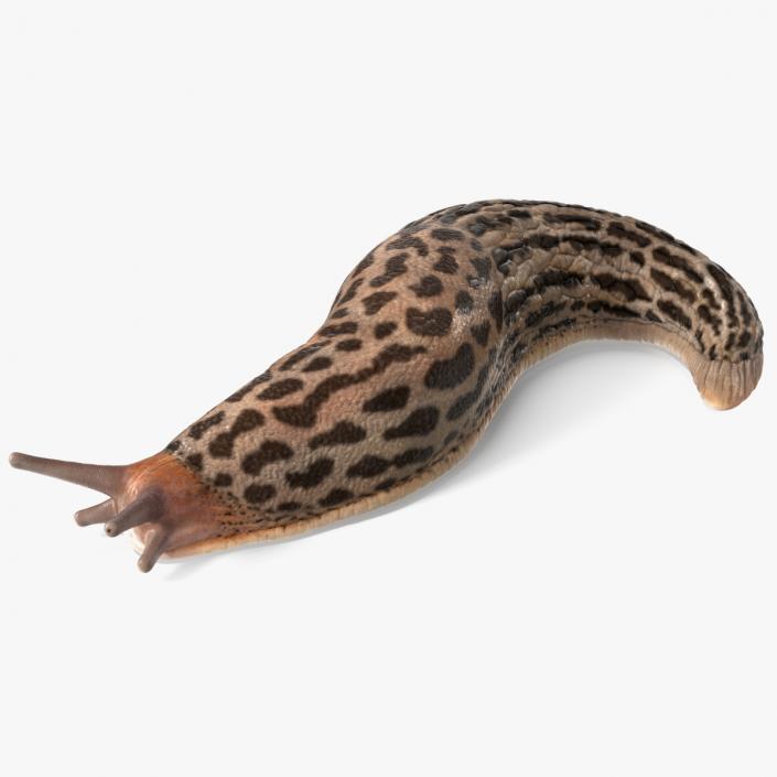 3D Slug Limax Maximums Crawling model