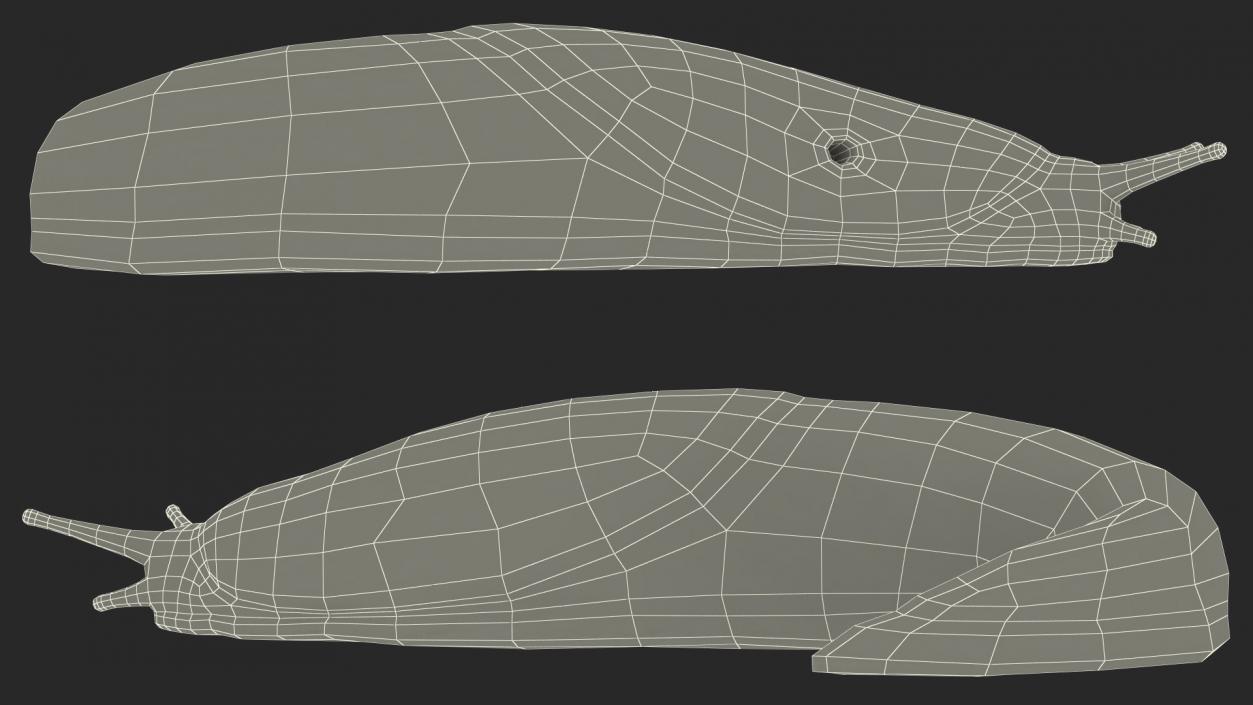 3D Slug Limax Maximums Crawling model