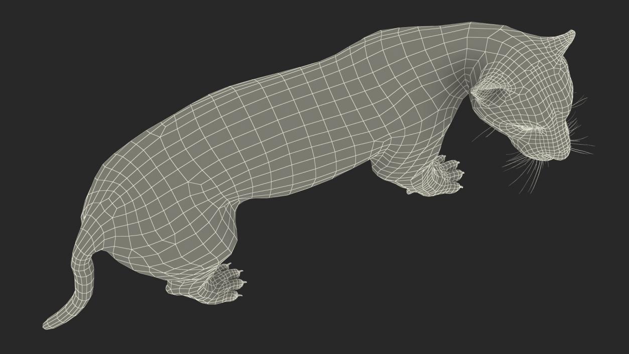 Jaguar Stand Pose 3D