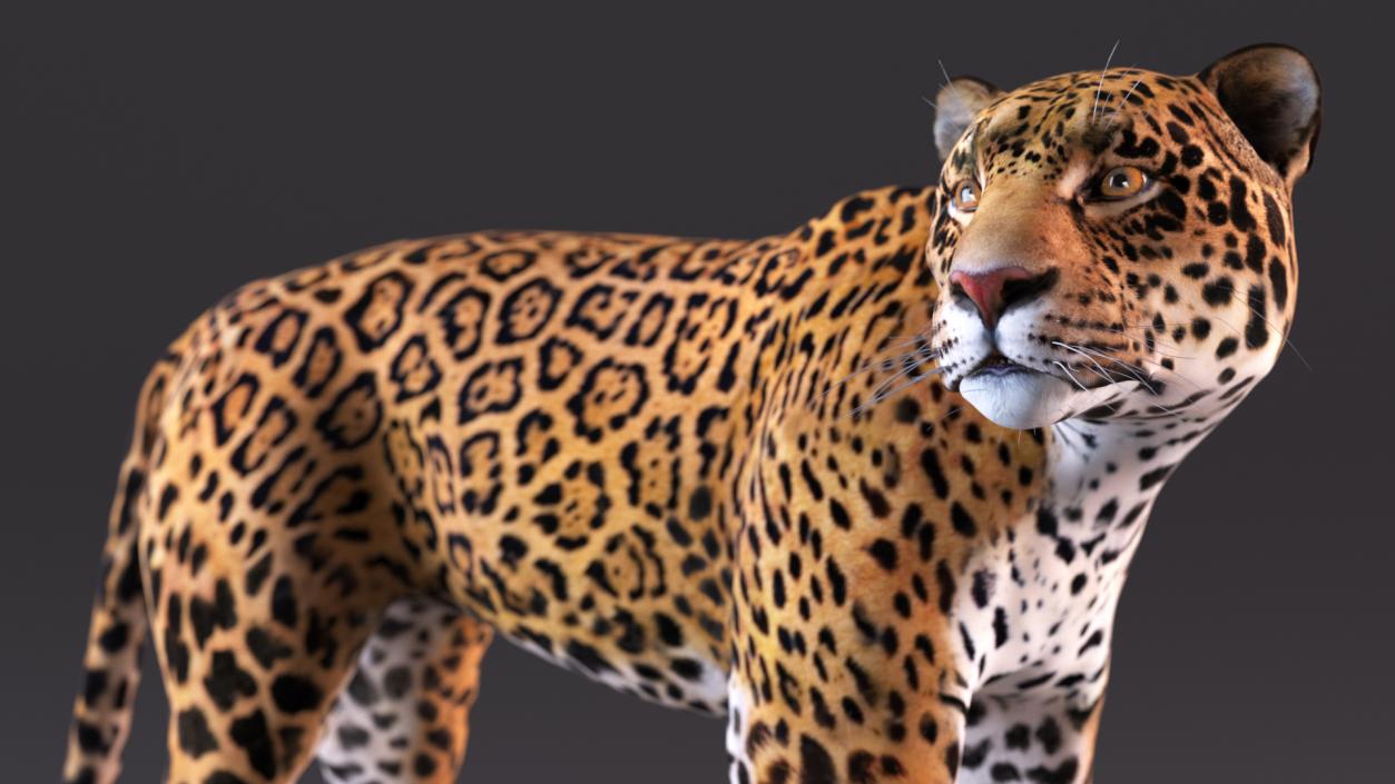 Jaguar Stand Pose 3D