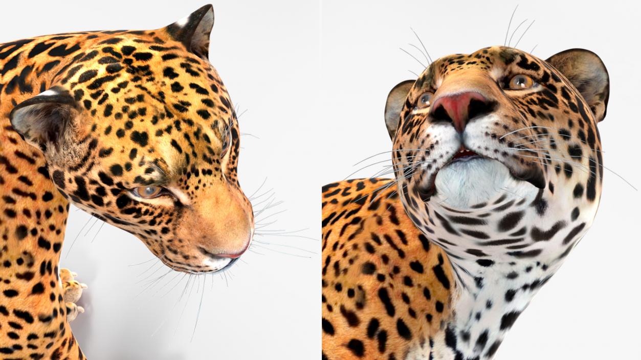 Jaguar Stand Pose 3D